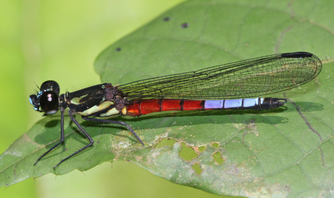 Africocypha varicolor DIJKSTRA, MÉZIÈRE & GÜNTHER 2015 ist eine Juwelenlibelle aus den Regenwäldern der Republik Gabun. Ein Männchen der blauen Form. – Foto: André Günther