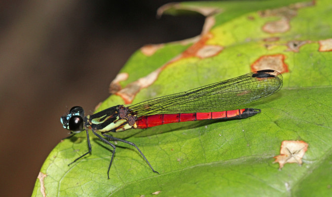Africocypha varicolor kann in drei Farbformen beobachtet werden, die sich durch die Färbung des Hinterleibs (blau, gelb oder rot) unterscheiden. Hier ein Männchen der roten Form. – Foto: André Günther