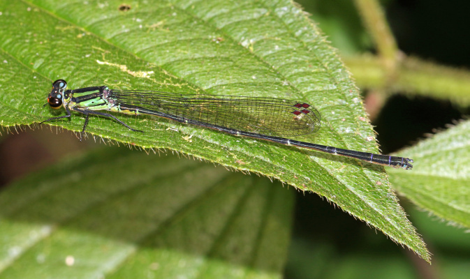 Eine der größten Schlanklibellen Afrikas, Pseudagrion kamiranzovu KIPPING, GÜNTHER & UYIZEYE 2017, konnten wir in den Bergregenwäldern des Nyungwe Nationalparks in Ruanda entdecken. – Foto: André Günther